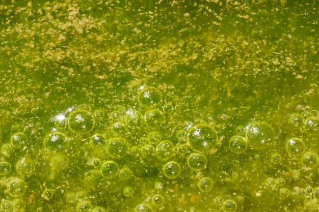 Colores verdes y amarillos Agua contaminada con algas
