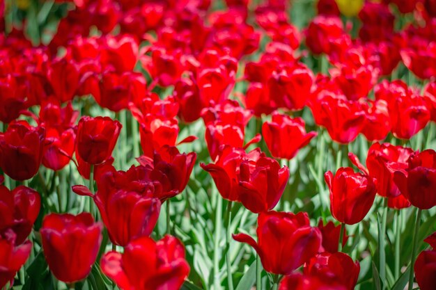 Colorgul tulipanes floreciendo en el parque de la primavera