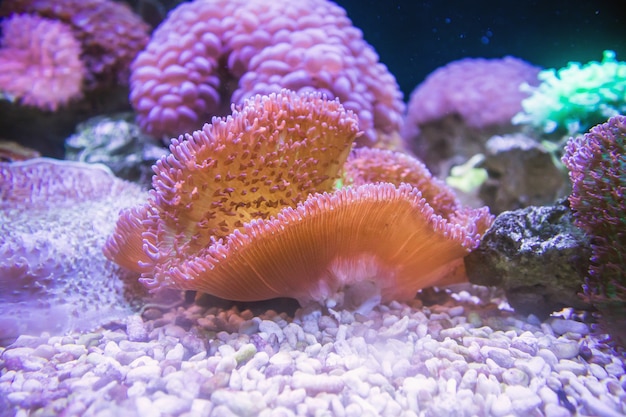 Colorida anémona de mar en acuario