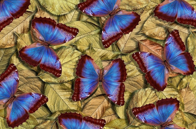 Foto una colorida colección de mariposas de la colección de mariposas.