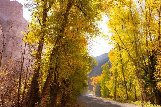 Colorida escena de otoño en la carretera del campo en el bosque