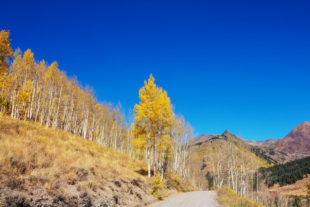 Colorida escena de otoño en la carretera del campo en el bosque