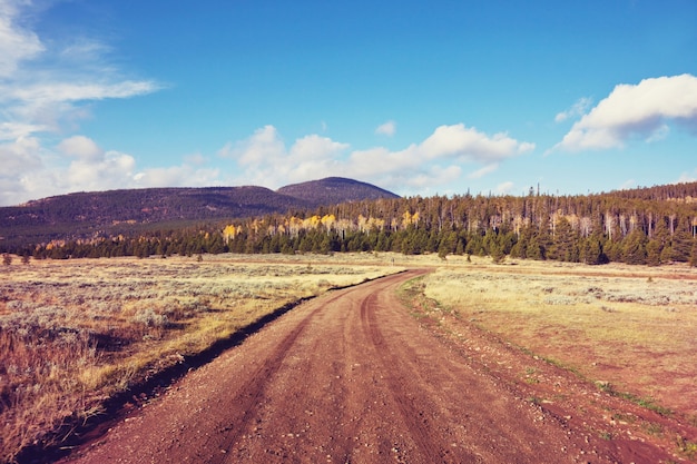 Colorida escena de otoño en la carretera del campo en el bosque