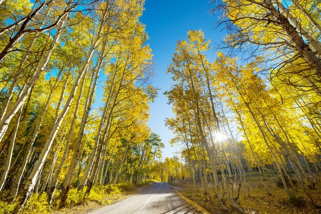Colorida escena de otoño en la carretera del campo en el bosque
