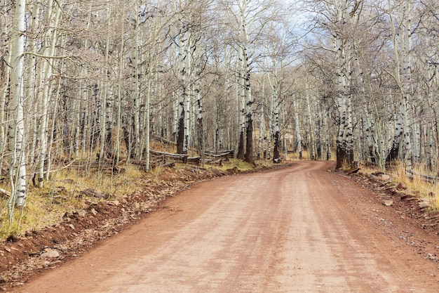 Colorida escena de otoño en la carretera del campo en el bosque