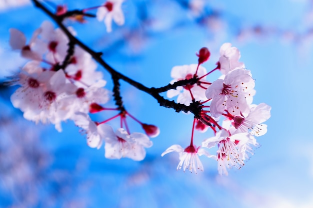 Colorida escena de tierna flor de sakura contra el cielo azul