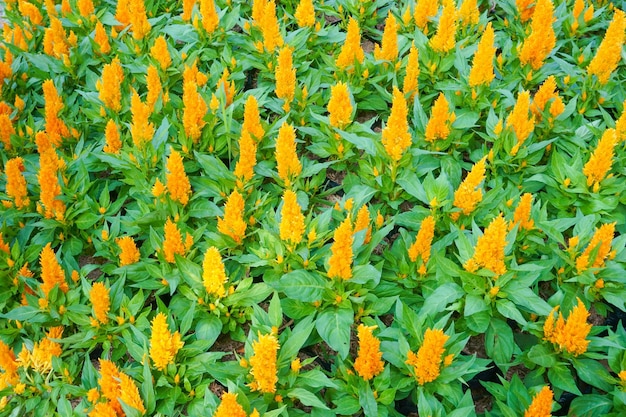 Colorida flor amarilla de celosia en el jardín Hermoso fondo floral