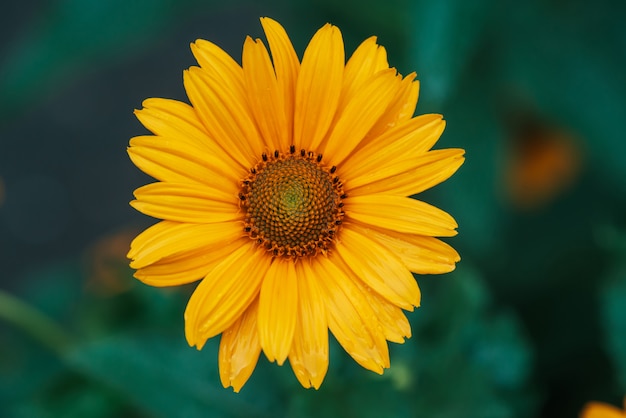 Colorida flor amarilla jugosa con centro naranja y pétalos vivos y agradables puros. Alcachofa de Jerusalén floreciente en macro. Primer floreciente del helianthus tuberosus. Hermosa flor de topinambur.