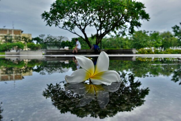 Colorida flor del árbol del templo y su reflejo en un suelo húmedo en un jardín Tailandia