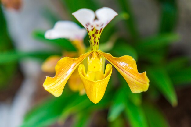 colorida flor en el bosque tropical