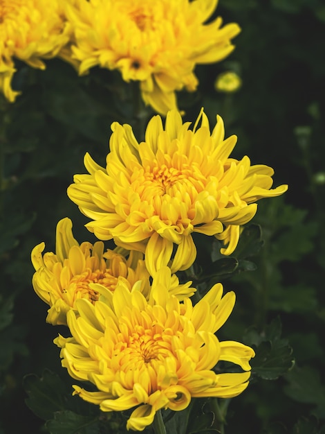 Colorida flor de crisantemo amarillo y naranja florece en la granja