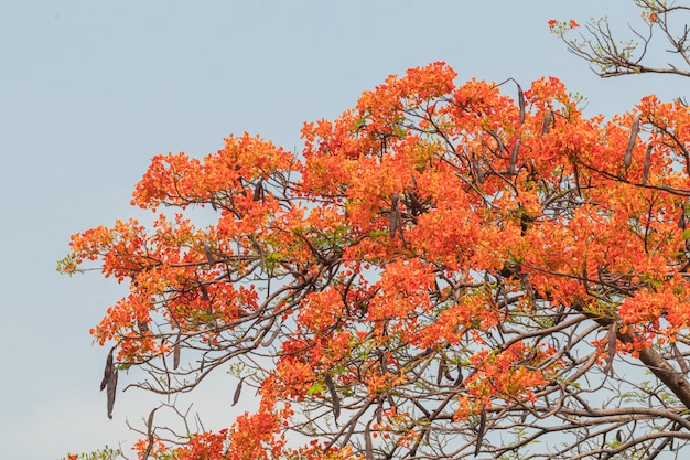 Colorida flor de Delonix Regia en el cielo. También se llama Royal Poinciana, Flamboyant, Flame Tree.