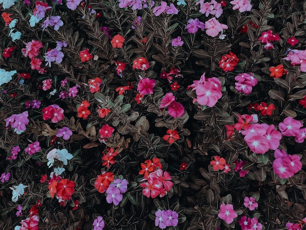 Colorida flor rosa y violeta que florece con un efecto de filtro oscuro