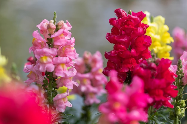 Colorida flor de Snapdragon Antirrhinum majus