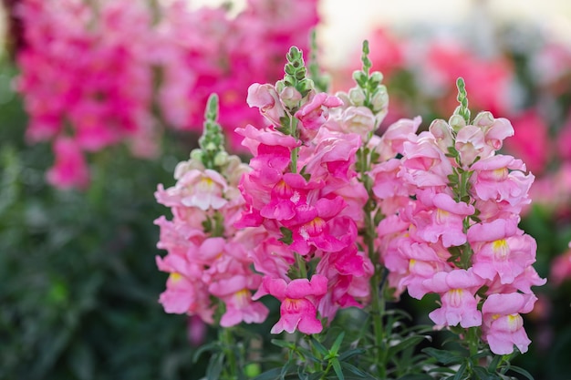 Colorida flor de Snapdragon Antirrhinum majus