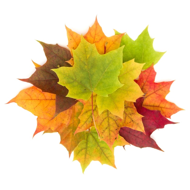 Colorida hoja de arce de otoño aislada sobre un fondo blanco