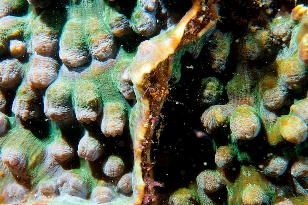 Una colorida macro de coral duro en Cebú, Filipinas