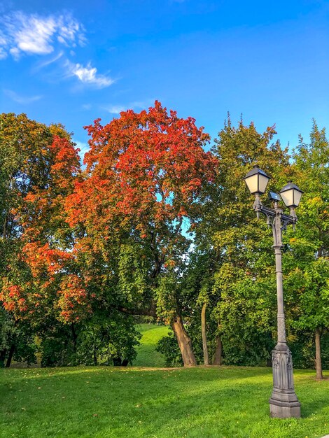 Foto colorida naturaleza belleza de otoño en el parque foto de stock