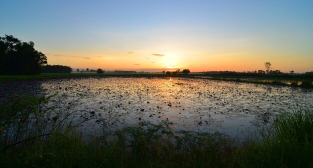 colorida puesta de sol sobre un humedal, con algunos trigos en primer plano