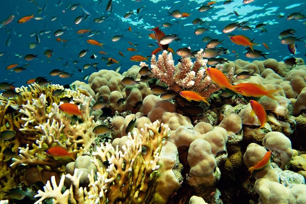 Colorida vida marina del Mar Rojo. Corales y peces brillantes, fotografía submarina. sharm el jeque,