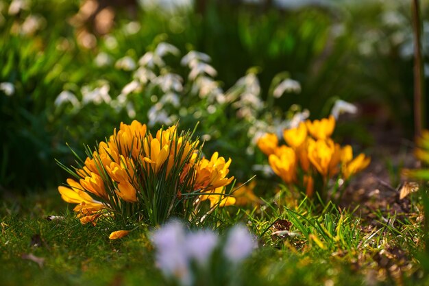 Colorida vista de flores de azafrán en la naturaleza en un día de jardinería de primavera Primer plano de un paisaje al aire libre con hierba verde y flores amarillas Hermosas plantas de jardín de crecimiento natural en el relajante aire libre