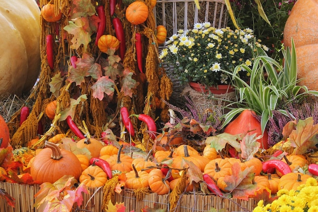 Coloridas calabazas orgánicas y calabazas en feria agrícola. Cosecha del concepto de tiempo de otoño. Jardín f