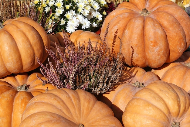 Coloridas calabazas orgánicas y calabazas en feria agrícola. Cosecha del concepto de tiempo de otoño. Jardín f