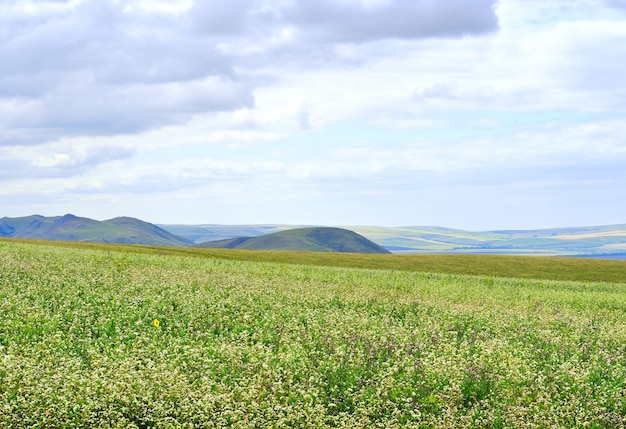 Coloridas colinas onduladas en flor en la estepa bajo un cielo nublado azul Siberia Rusia