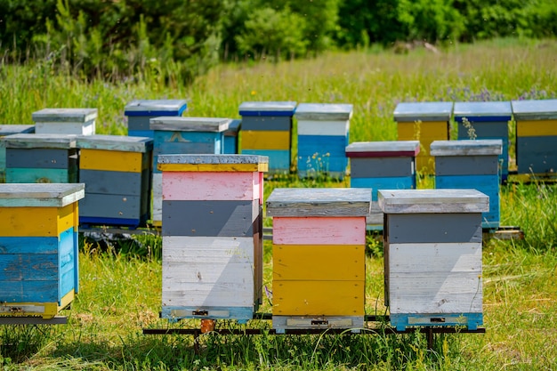 Coloridas colmenas de abejas en un prado en verano. Colmenas en un colmenar con abejas volando hacia las plataformas de aterrizaje. Apicultura. Fumador de abejas en colmena.