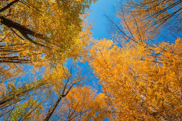 Coloridas copas de los árboles de otoño en el bosque de otoño con cielo azul