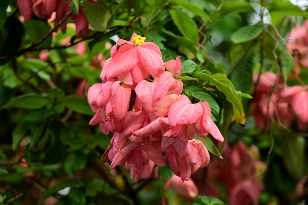 Coloridas flores en los árboles y hojas.