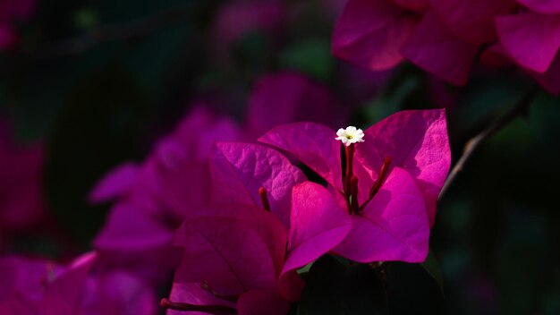 las coloridas flores de bougainvillea en el jardín