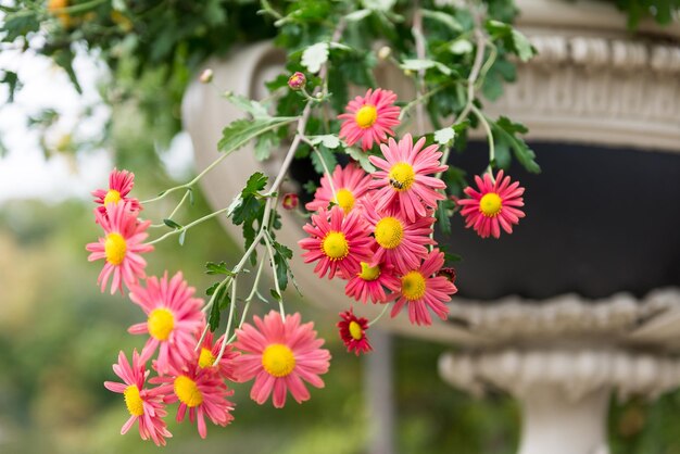 Coloridas flores en una esquina en Central Park, Manhattan, Ciudad de Nueva York Nueva York, EE.UU.