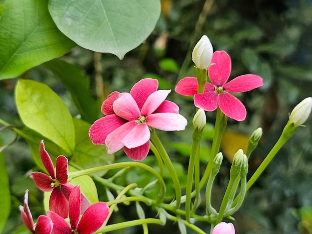 Las coloridas flores en flor en la planta trepadora