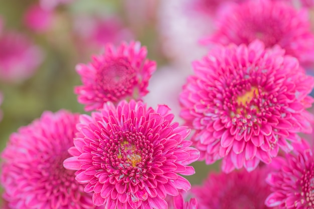 Coloridas flores para el fondo