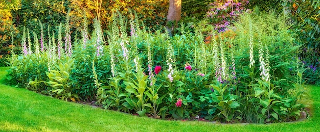 Coloridas flores Foxglove que crecen en un parque verde Jardinería hermosas plantas perennes cultivadas como decoración en un jardín limpio o en un patio trasero bien mantenido Macizo de flores rosa y púrpura en un césped en primavera