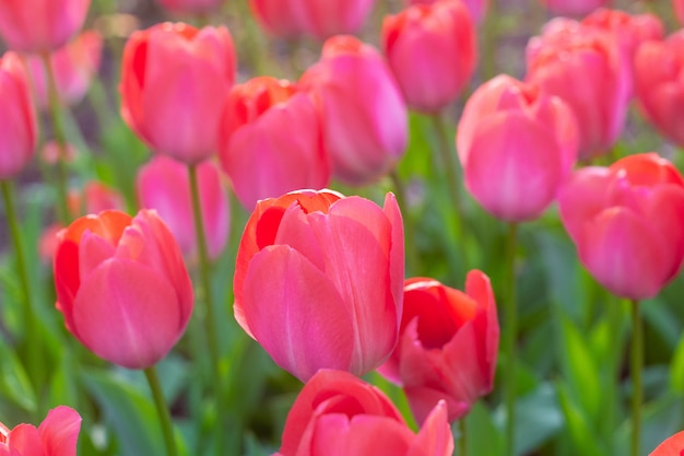 Coloridas flores frescas de tulipán rosa coral