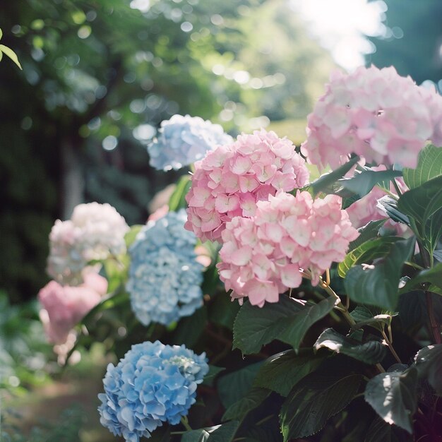 Las coloridas flores de la hortensia