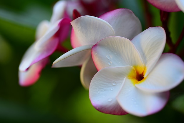 Coloridas flores en el jardín. Flor del plumeria floreciendo.