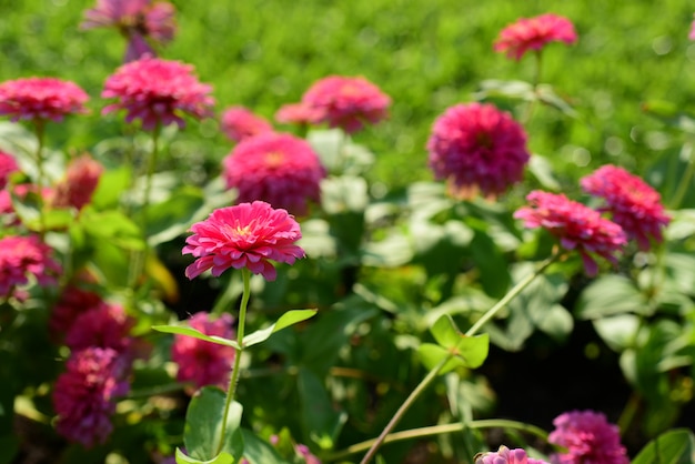 Coloridas flores en el jardín.