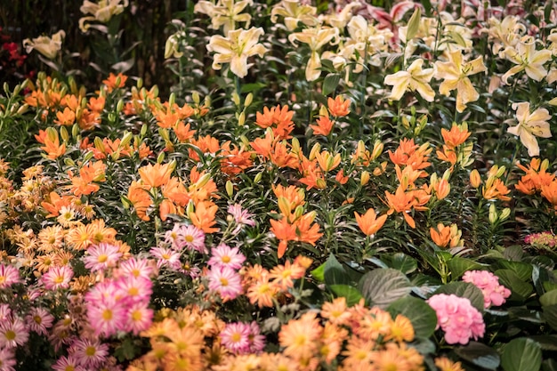 Coloridas flores en el jardín.