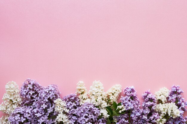 Coloridas flores lilas en rosa. Copia espacio vacaciones