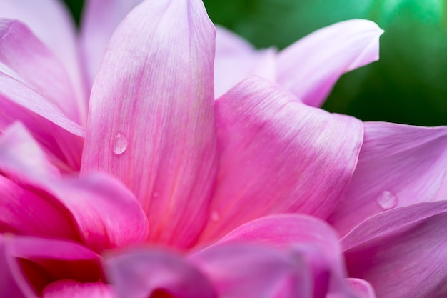 Coloridas flores en la naturaleza, copia espacio.