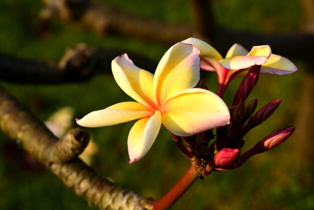 Coloridas flores en la naturaleza