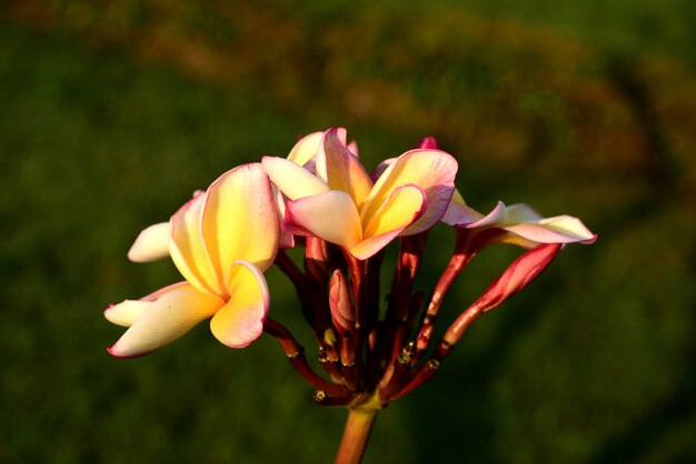 Coloridas flores en la naturaleza