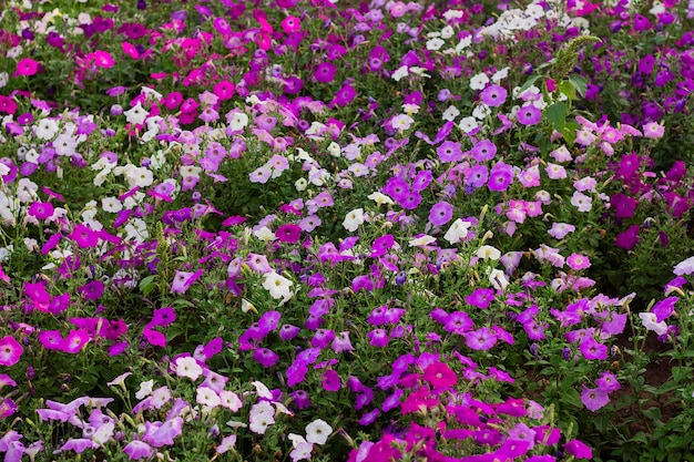 Coloridas flores de petunia en flor