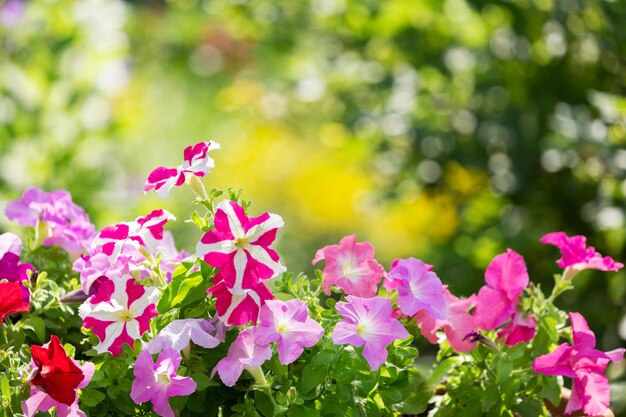 Coloridas flores de petunia en un jardín.