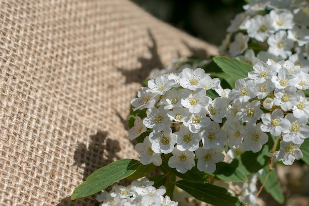 Coloridas flores de primavera sobre lienzo