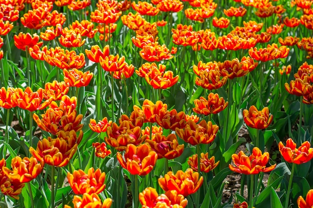 Coloridas flores que florecen en un parque