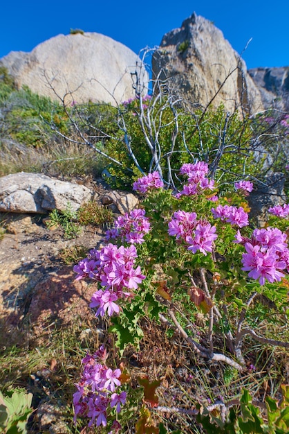 Coloridas flores rosas con follaje verde que crece en un paisaje de montaña contra un fondo de cielo azul claro en un entorno rural Los pelargonios de hiedra florecen y florecen en la naturaleza en un terreno rocoso